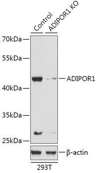 A18045_1.jpg