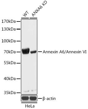 A18069_1.jpg