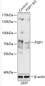 A18101_1.jpg
