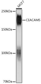 A18131_1.jpg