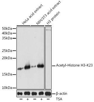 A18154_1.jpg