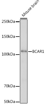 A18270_1.jpg