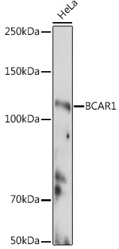 A18270_2.jpg