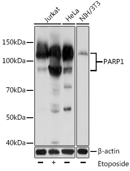 A18303_1.jpg