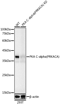 A18603_2.jpg
