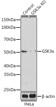 A18655_1.jpg