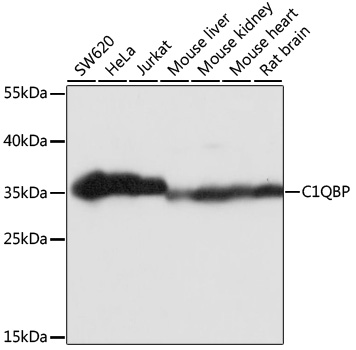 A1883_P230_WB_02.jpg