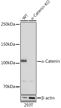 A19004_1.jpg