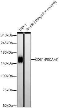 A19014_1.jpg