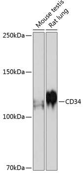A19015_1.jpg