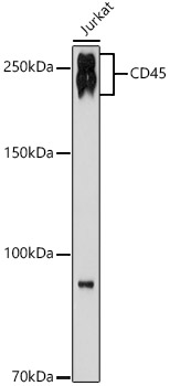 A19021_1.jpg