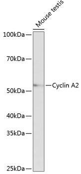 A19036_2.jpg