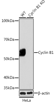A19037_1.jpg