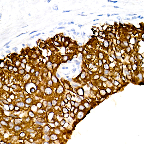 A19040_2.jpg