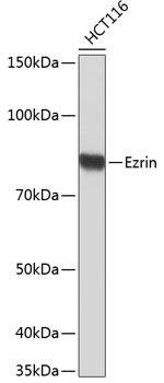 A19048_1.jpg