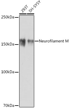A19085_1.jpg