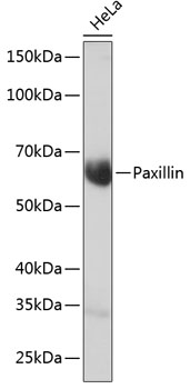 A19100_2.jpg