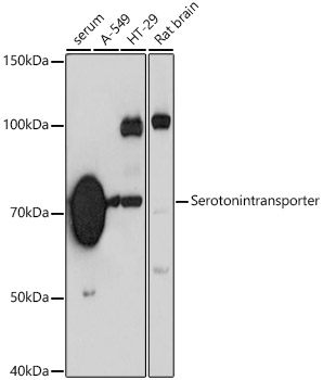 A19110_1.jpg