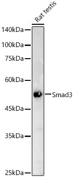A19115_2.jpg