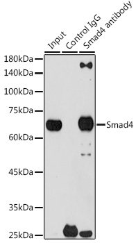 A19116_5.jpg