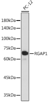 A19236_1.jpg