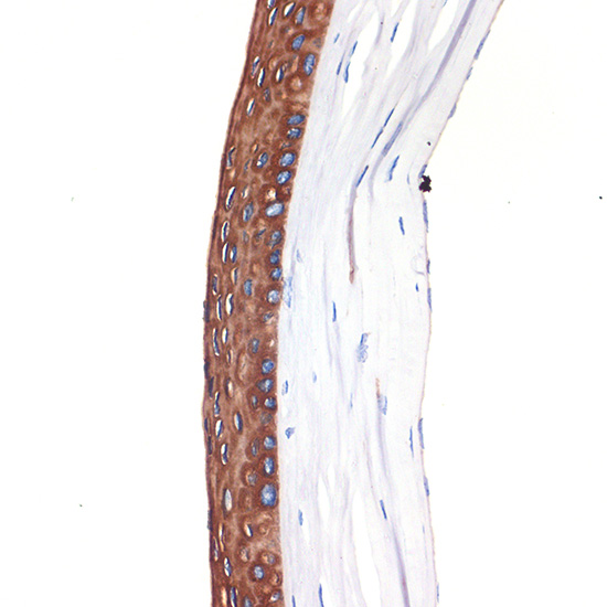 A19284_3.jpg