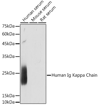 A19720_1.jpg