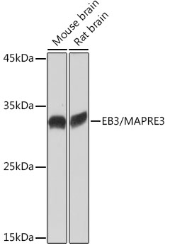 A19768_1.jpg