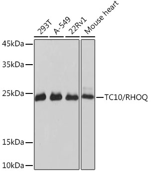 A19786_1.jpg