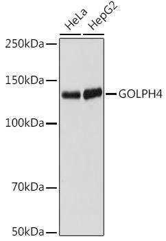A19790_1.jpg
