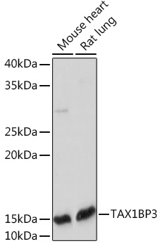 A19793_2.jpg