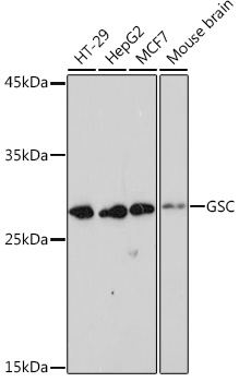 A19817_1.jpg