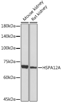 A19825_1.jpg