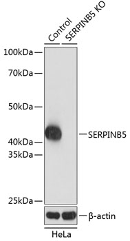 A19848_1.jpg