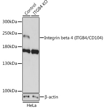 A19890_1.jpg