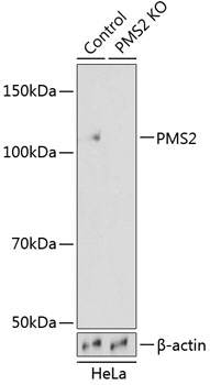 A19927_1.jpg