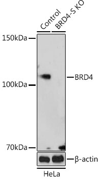 A20019_1.jpg