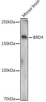 A20208_1.jpg
