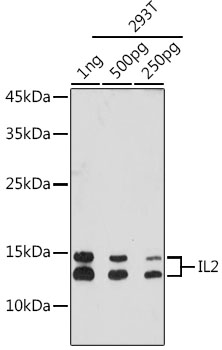 A20224_1.jpg
