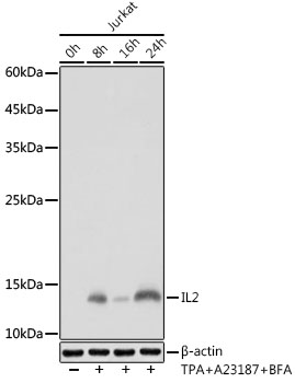 A20224_2.jpg