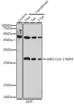 A20281_1.jpg