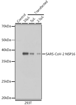 A20283_1.jpg