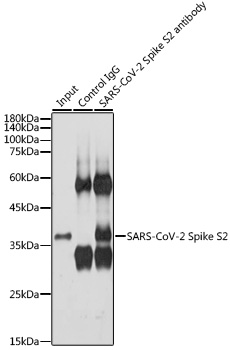 A20284_2.jpg