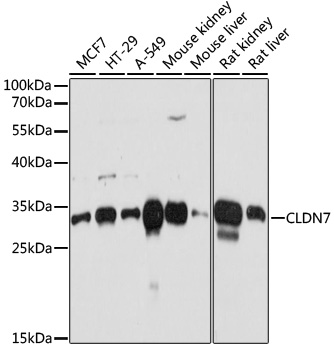 A2035_H634_WB_02.jpg