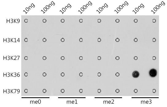A20379_3.jpg