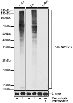A20441_1.jpg