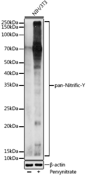 A20441_2.jpg