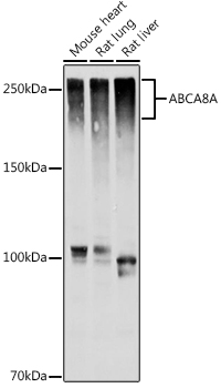 A20496_1.jpg