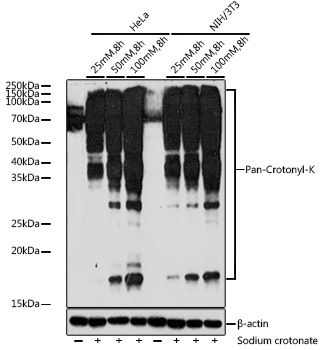 A20502_1.jpg