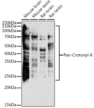 A20502_2.jpg